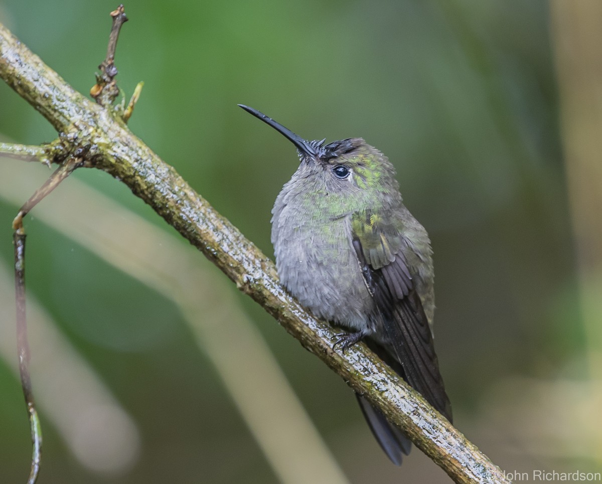 White-chinned Sapphire - ML614000759