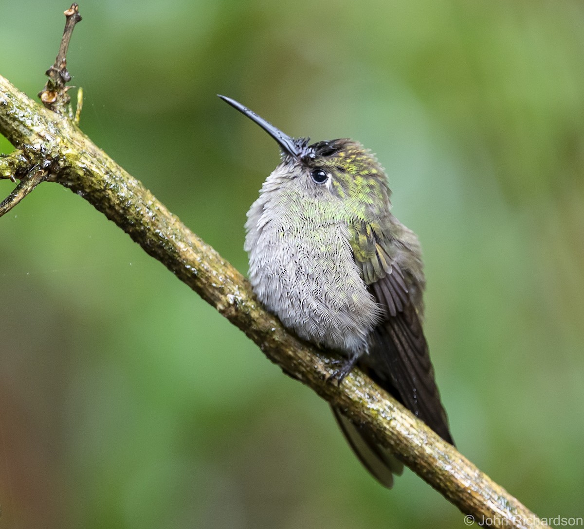 White-chinned Sapphire - ML614000760