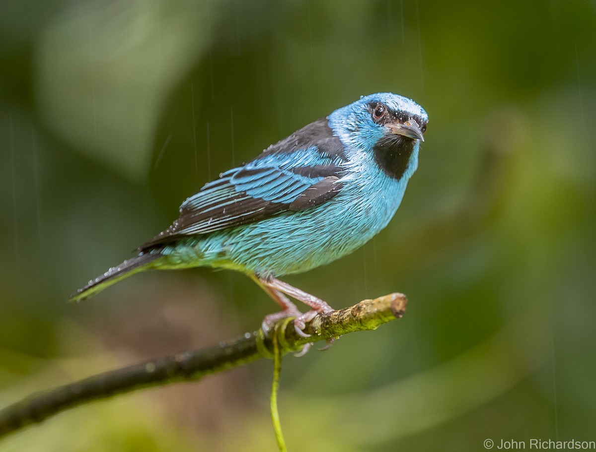 Blue Dacnis - ML614000773