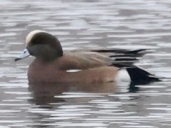 American Wigeon - ML614000783