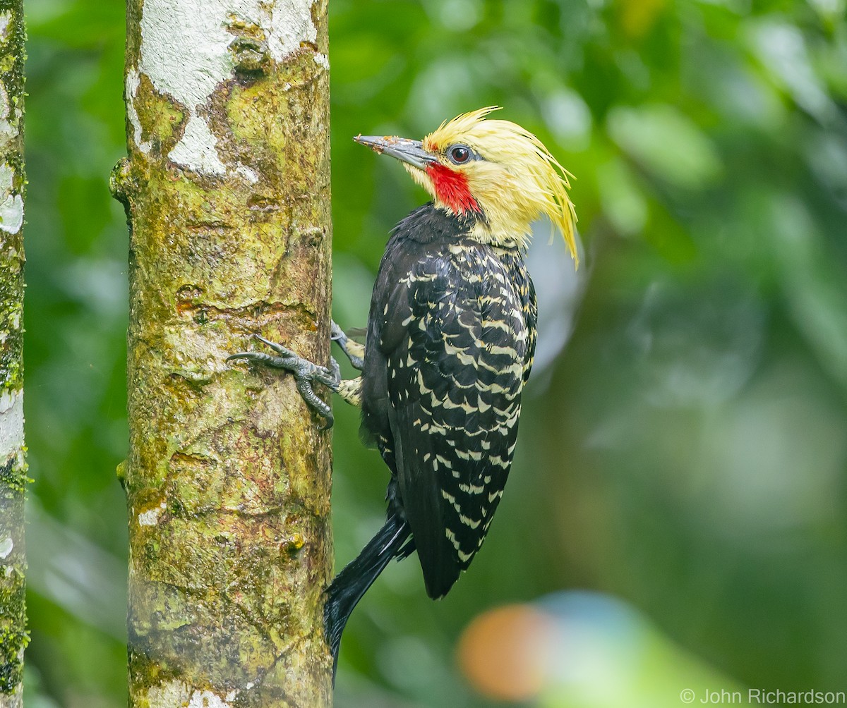 Blond-crested Woodpecker - ML614000784