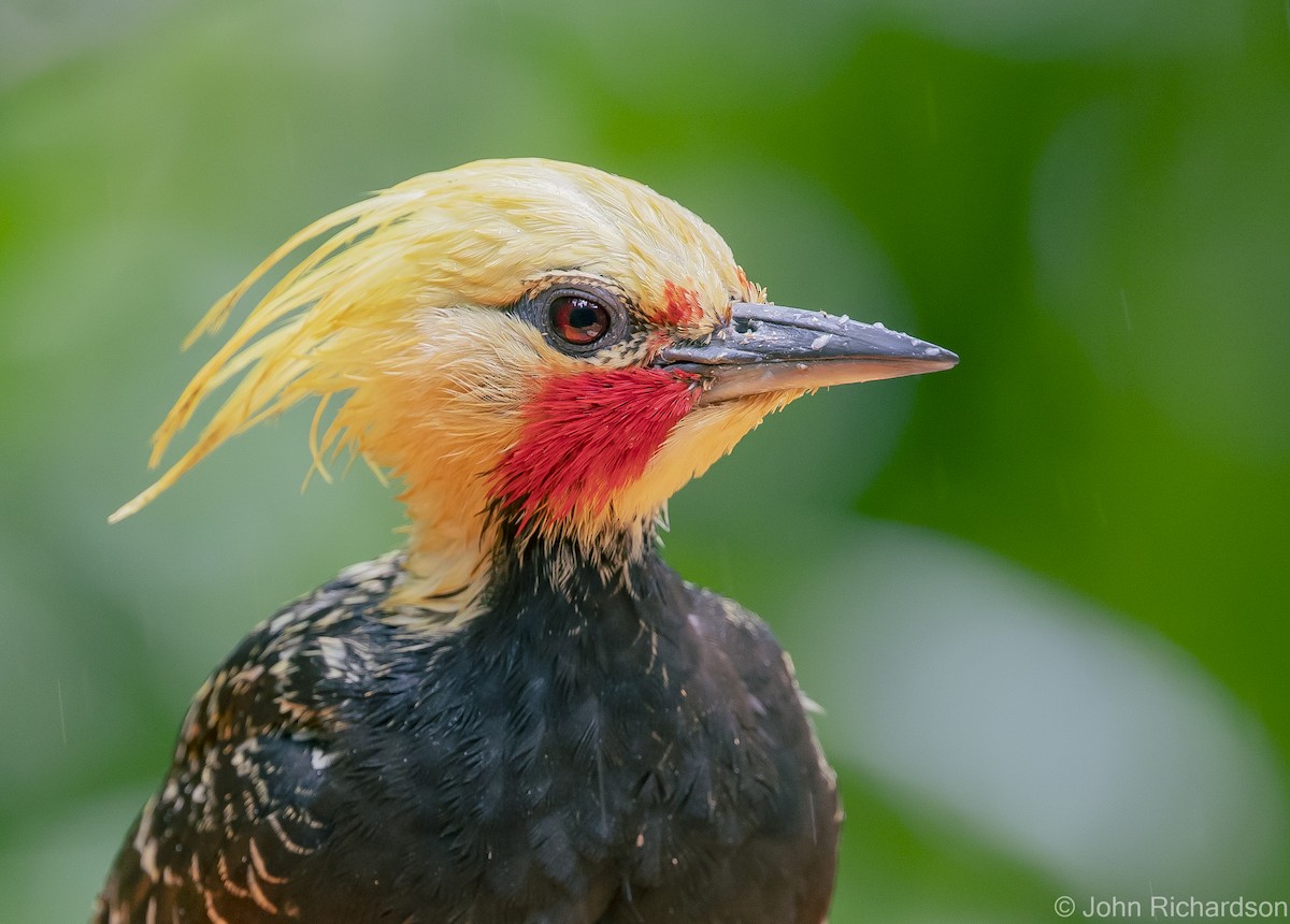 Blond-crested Woodpecker - ML614000785