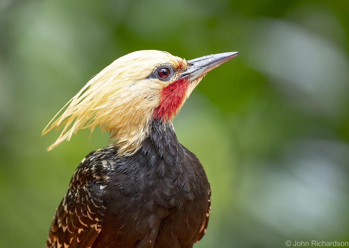 Blond-crested Woodpecker - ML614000786