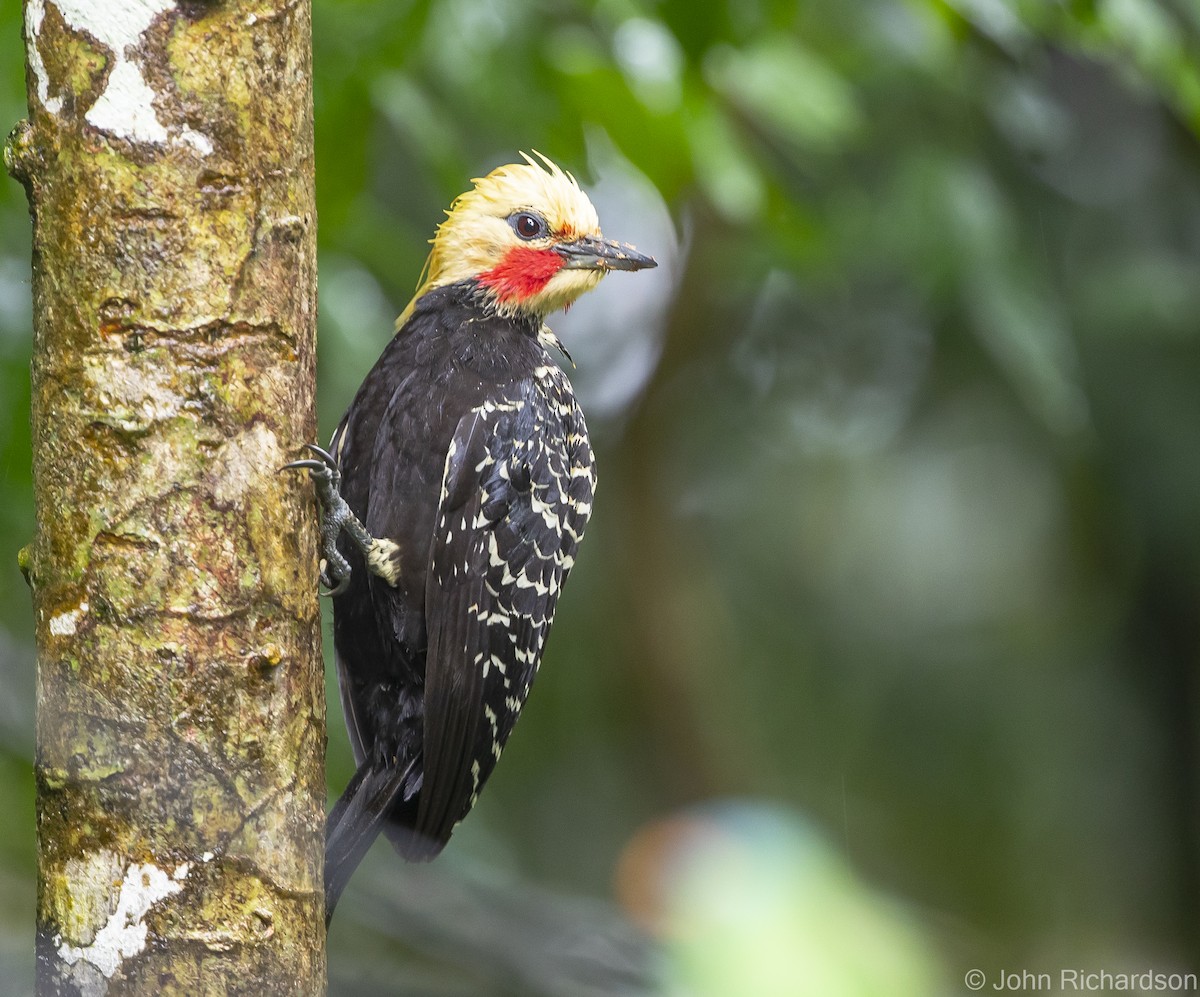 Blond-crested Woodpecker - ML614000787