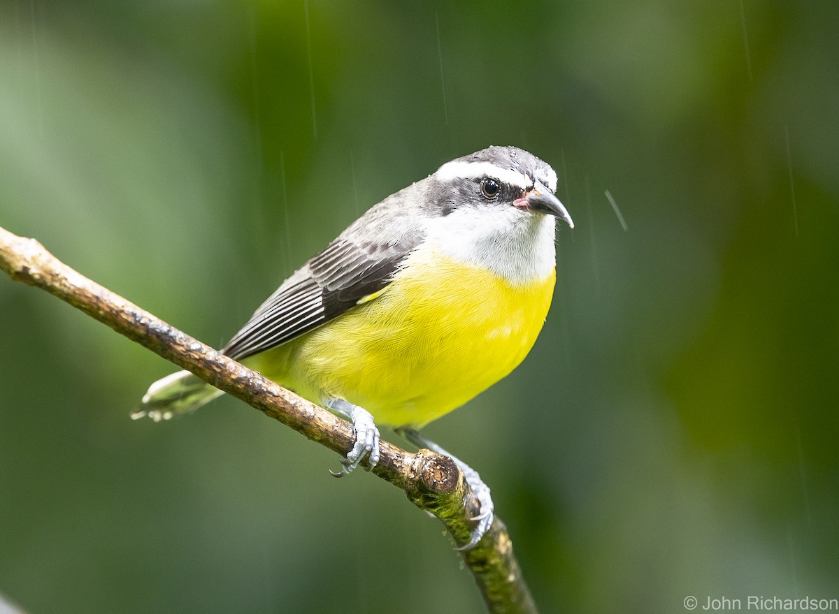 Bananaquit - ML614000801