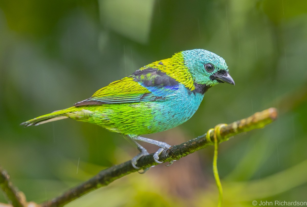 Green-headed Tanager - ML614000813