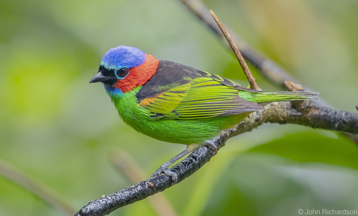 Red-necked Tanager - ML614000817