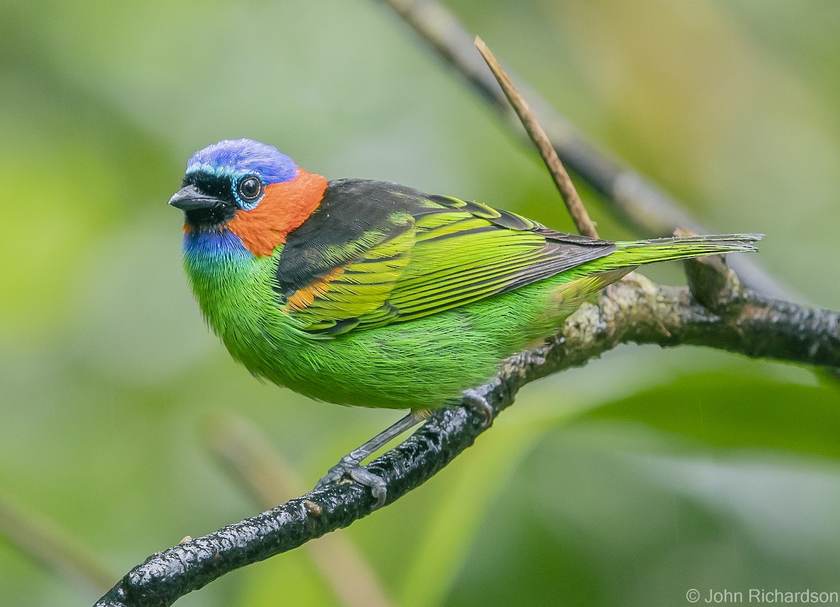 Red-necked Tanager - ML614000818