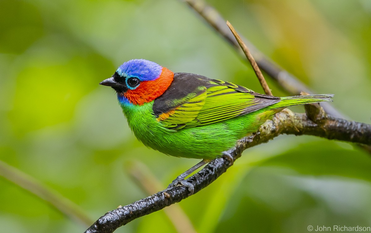 Red-necked Tanager - ML614000819