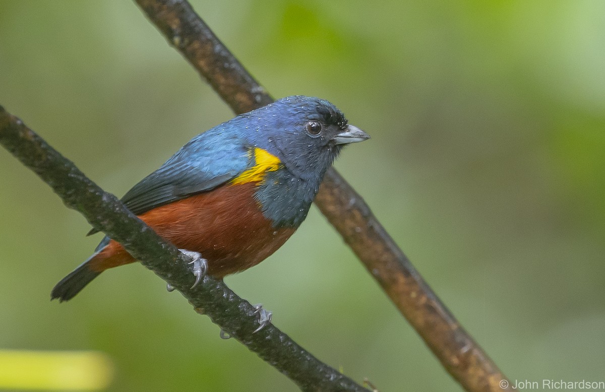 Chestnut-bellied Euphonia - ML614000838