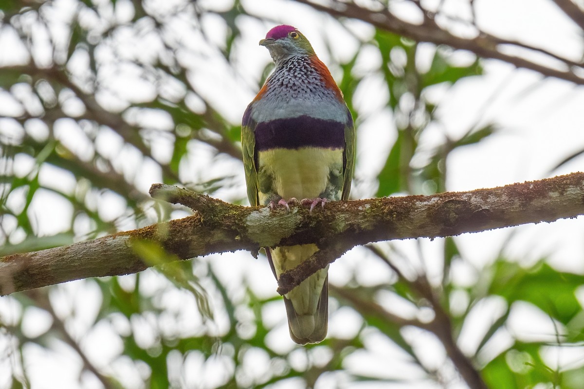 Superb Fruit-Dove - ML614000894