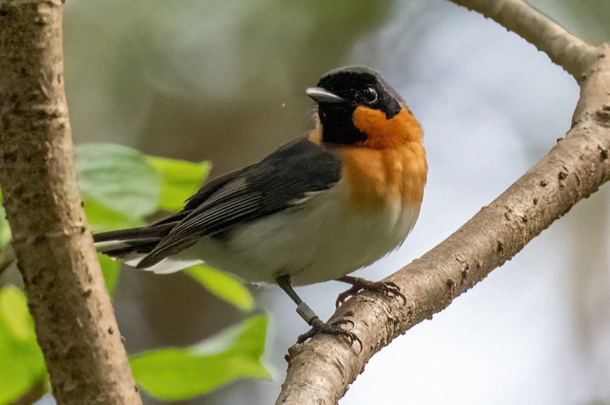 Spectacled Monarch - ML614000897