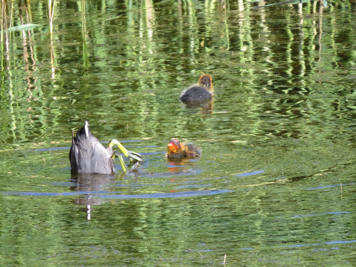 American Coot - Marya Moosman