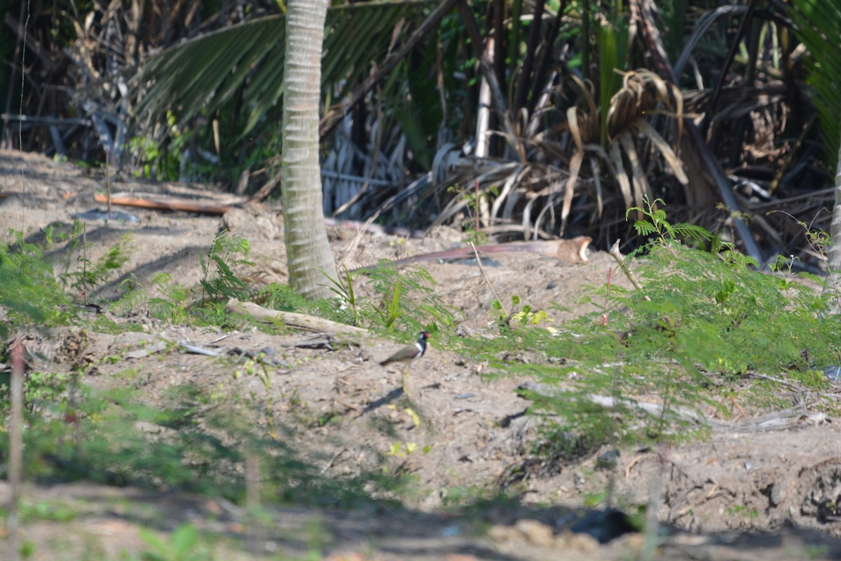 Red-wattled Lapwing - Clark Jeschke