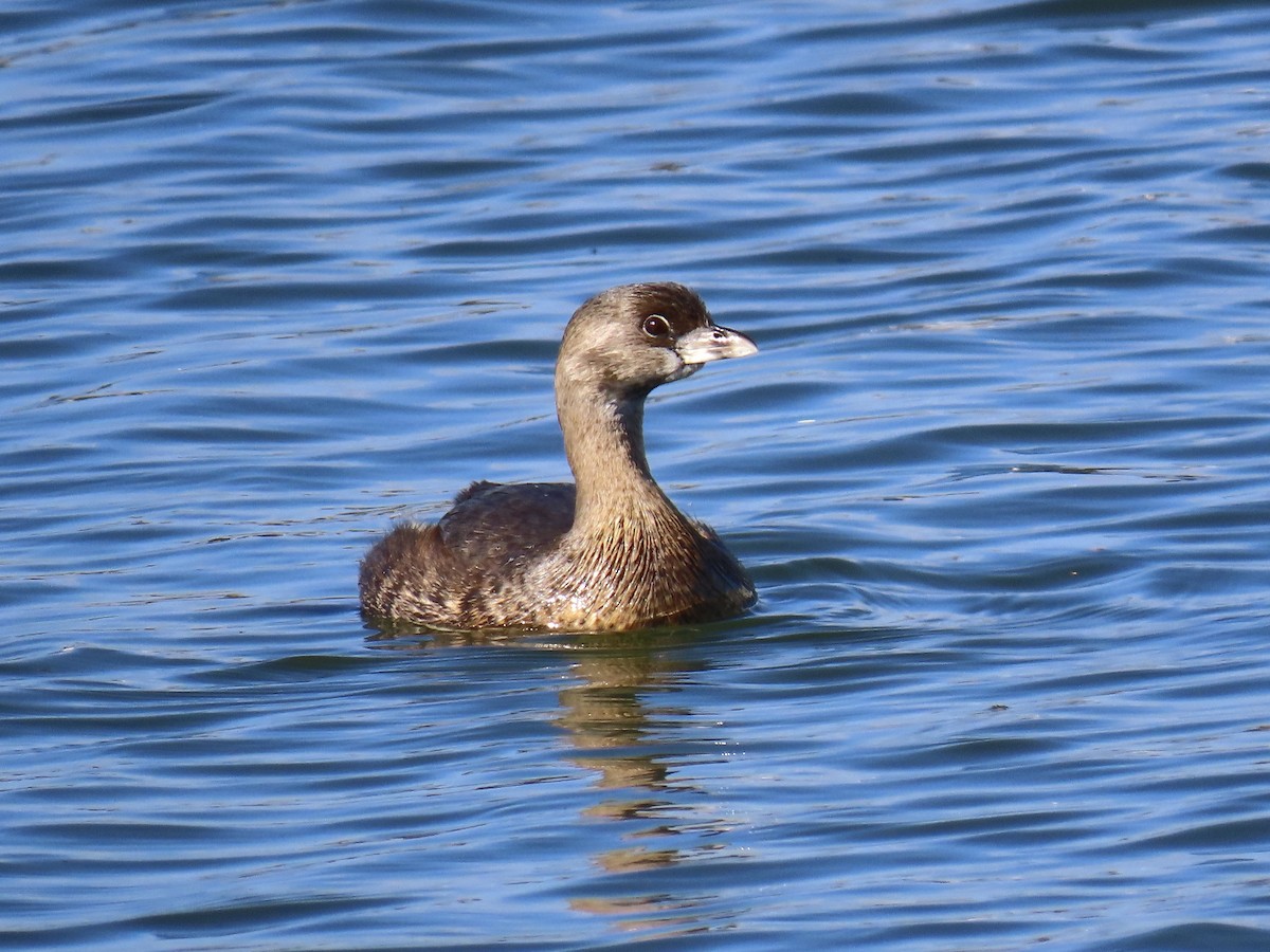 Pied-billed Grebe - ML614000914