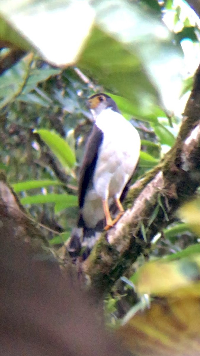 Slaty-backed Forest-Falcon - Giovanni Cubillo Solano