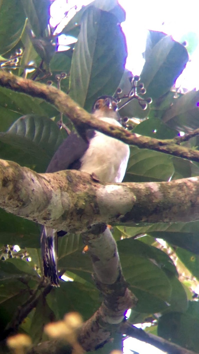 Slaty-backed Forest-Falcon - Giovanni Cubillo Solano