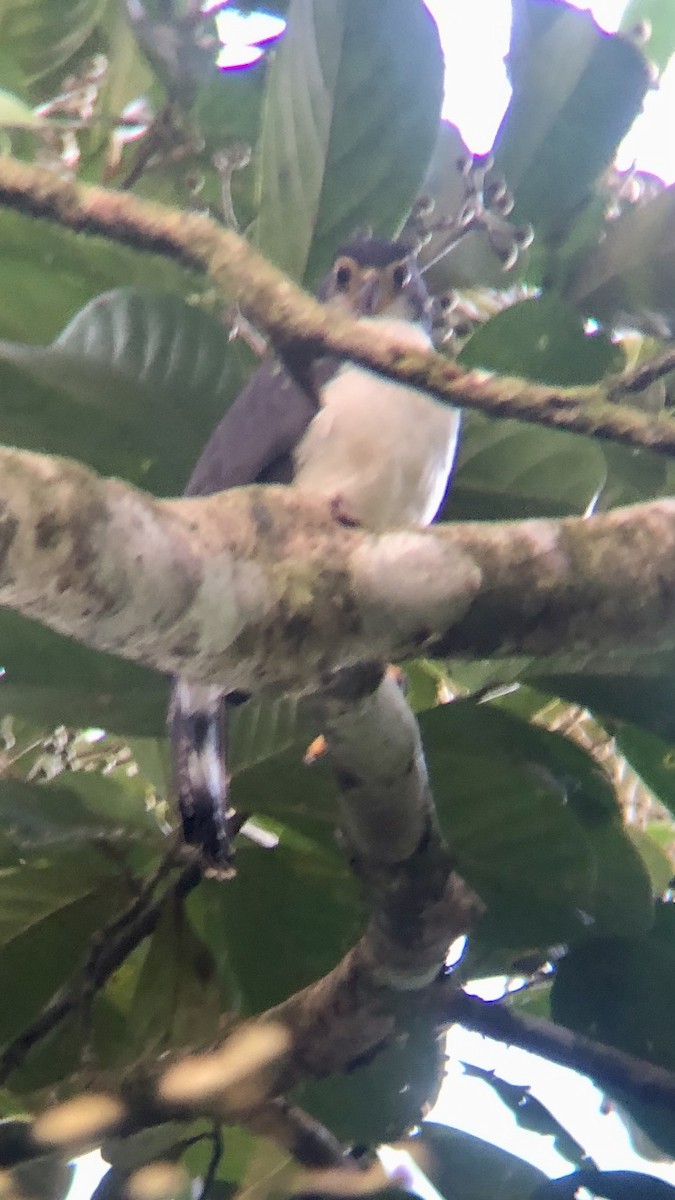 Slaty-backed Forest-Falcon - Giovanni Cubillo Solano