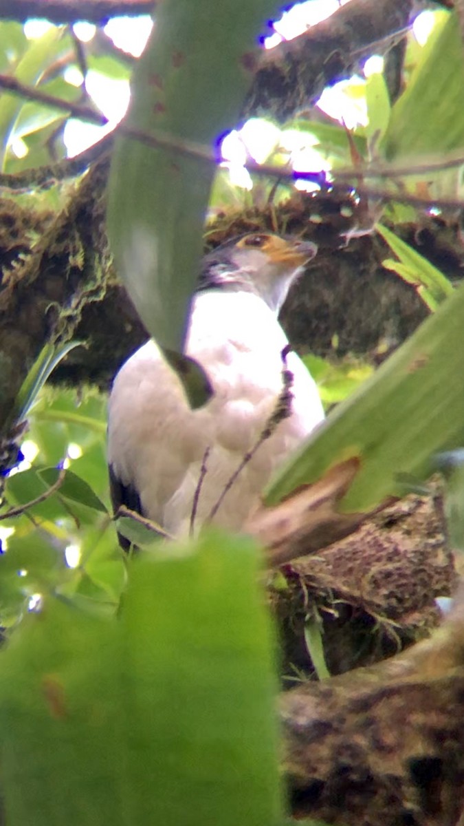 Slaty-backed Forest-Falcon - Giovanni Cubillo Solano