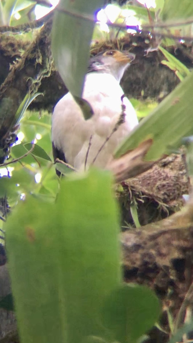 Slaty-backed Forest-Falcon - Giovanni Cubillo Solano