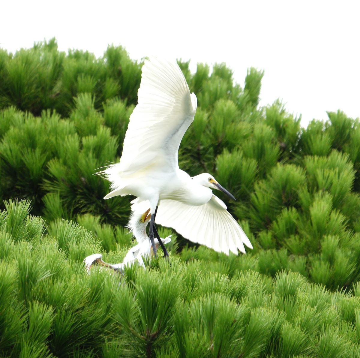 Little Egret (Australasian) - ML614000938