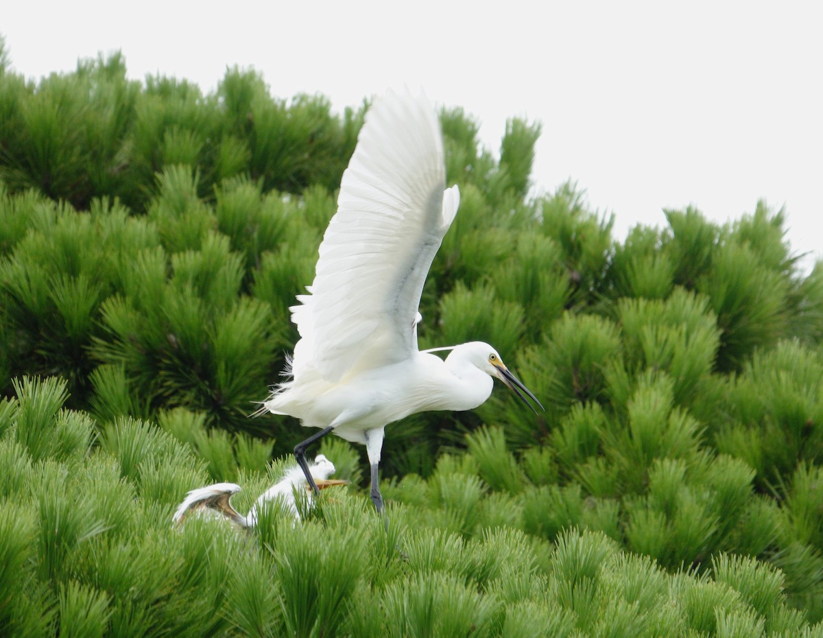 Little Egret (Australasian) - ML614000944