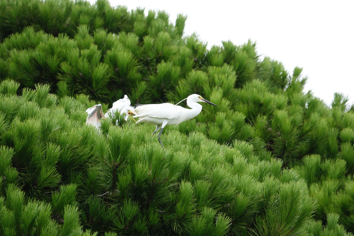 Little Egret (Australasian) - ML614000953