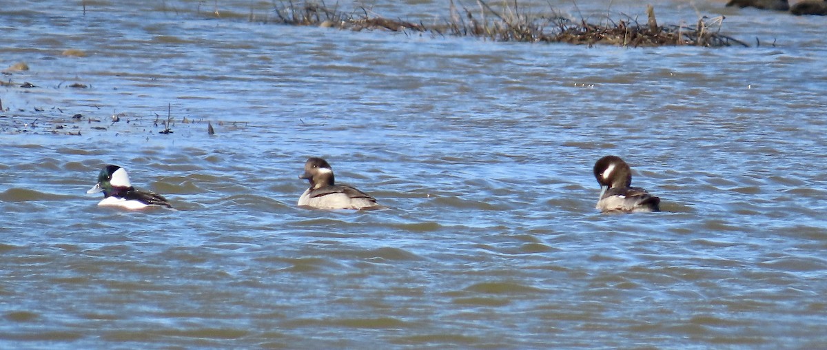 Bufflehead - ML614000973