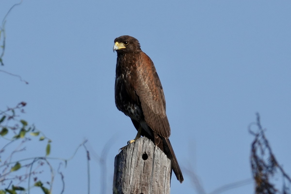 Harris's Hawk - ML614001205