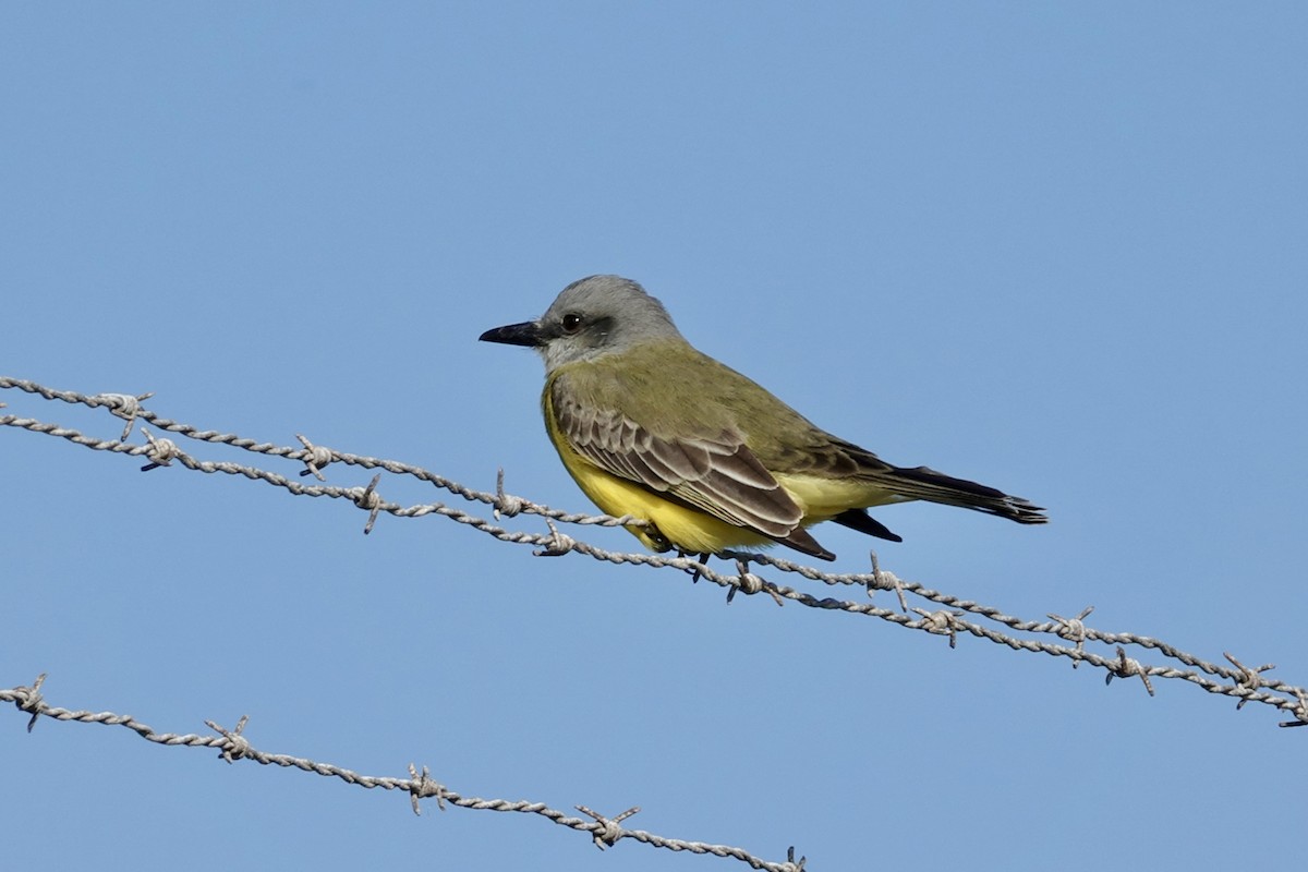 Tropical Kingbird - Gilbert Bouchard