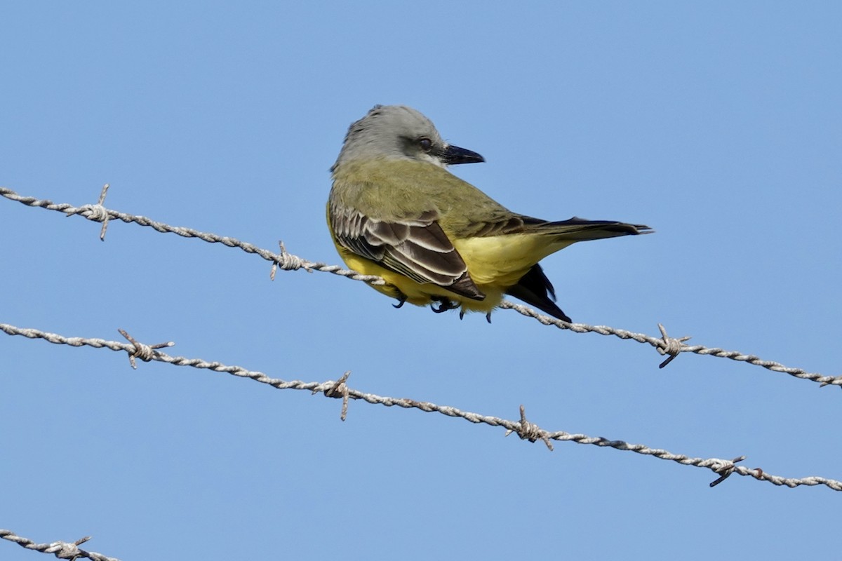 Tropical Kingbird - ML614001213