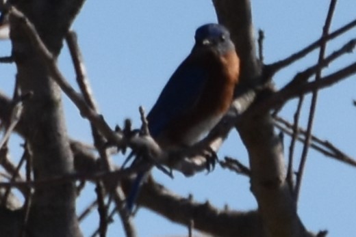 Eastern Bluebird - ML614001231