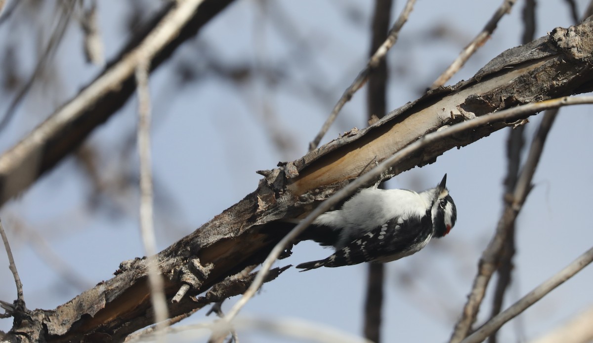 Downy Woodpecker - ML614001313