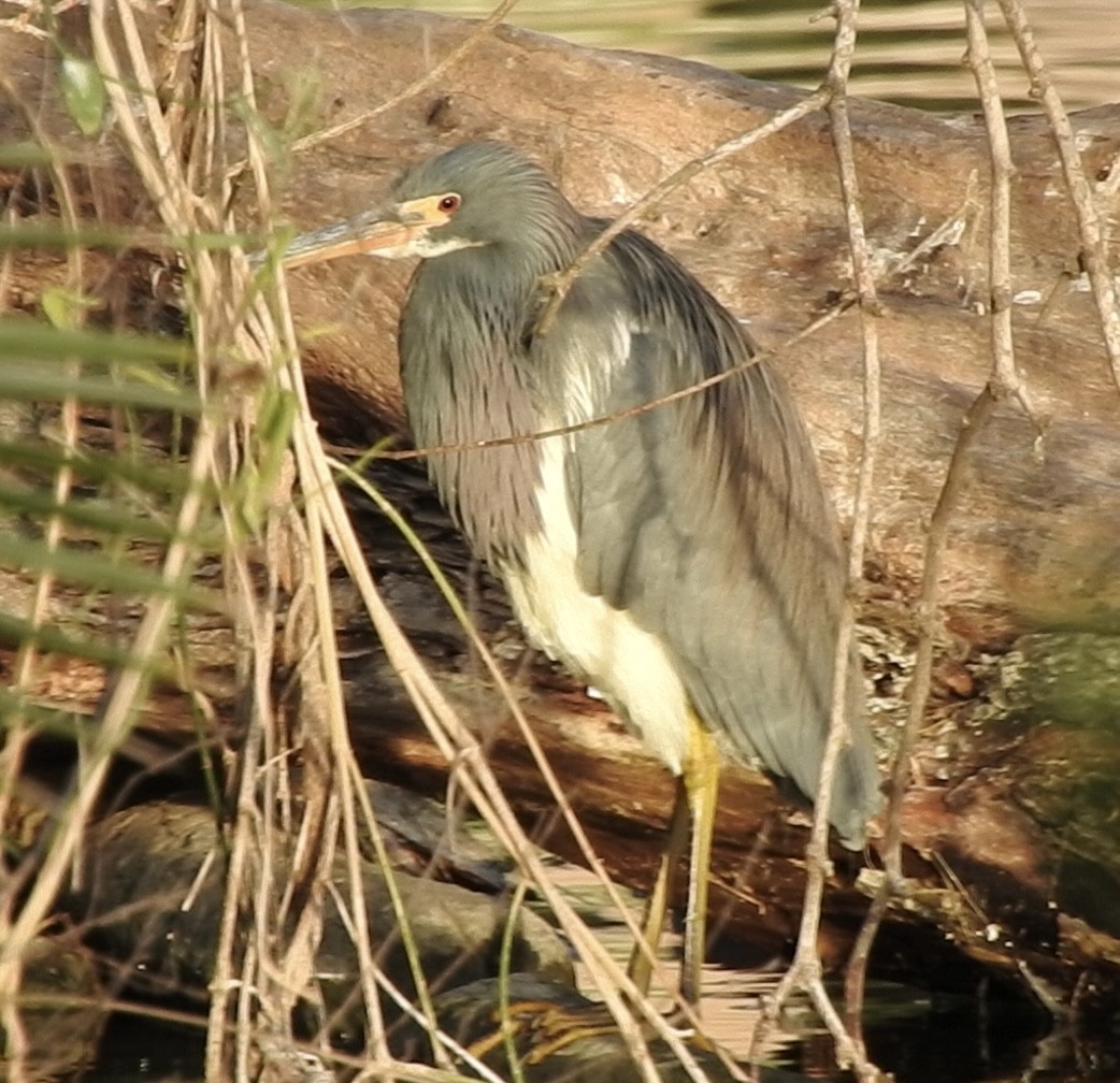 サンショクサギ - ML614001339