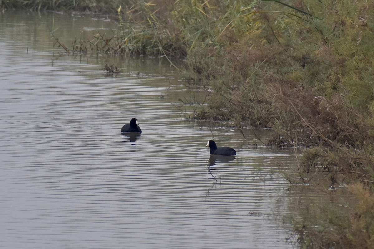 American Coot - ML614001419