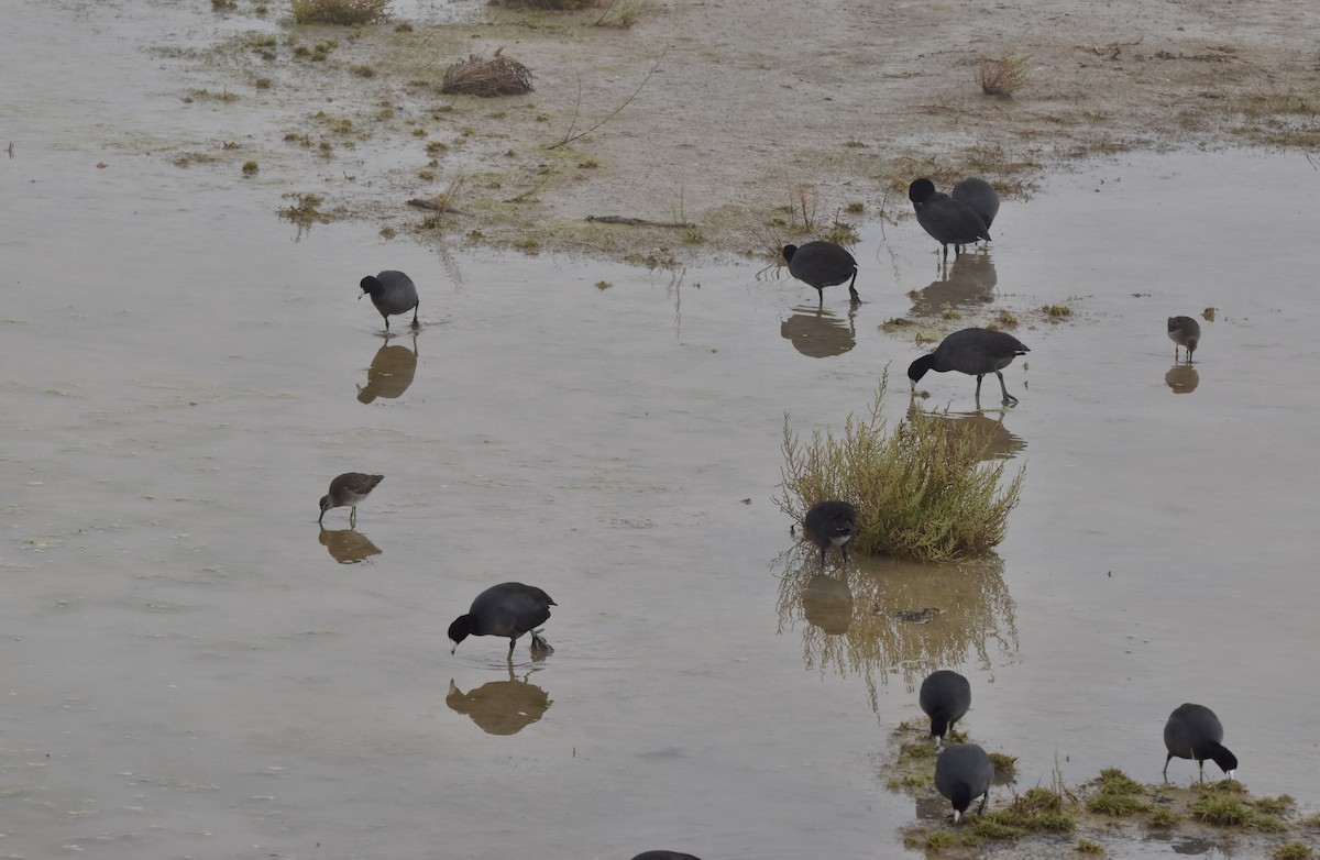 American Coot - ML614001420