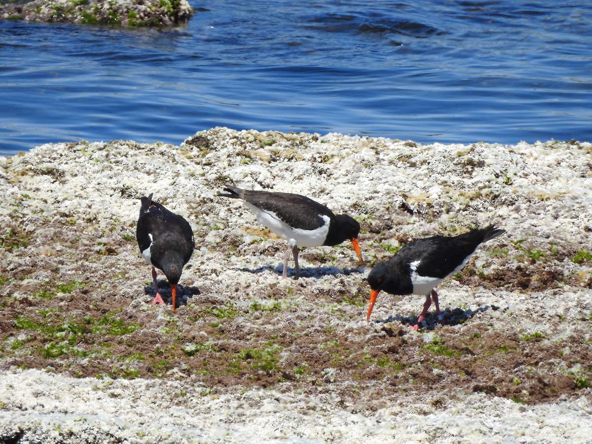 Pied Oystercatcher - ML614001485