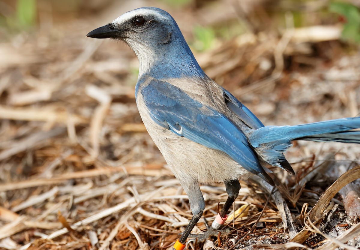 Florida Scrub-Jay - ML614001486