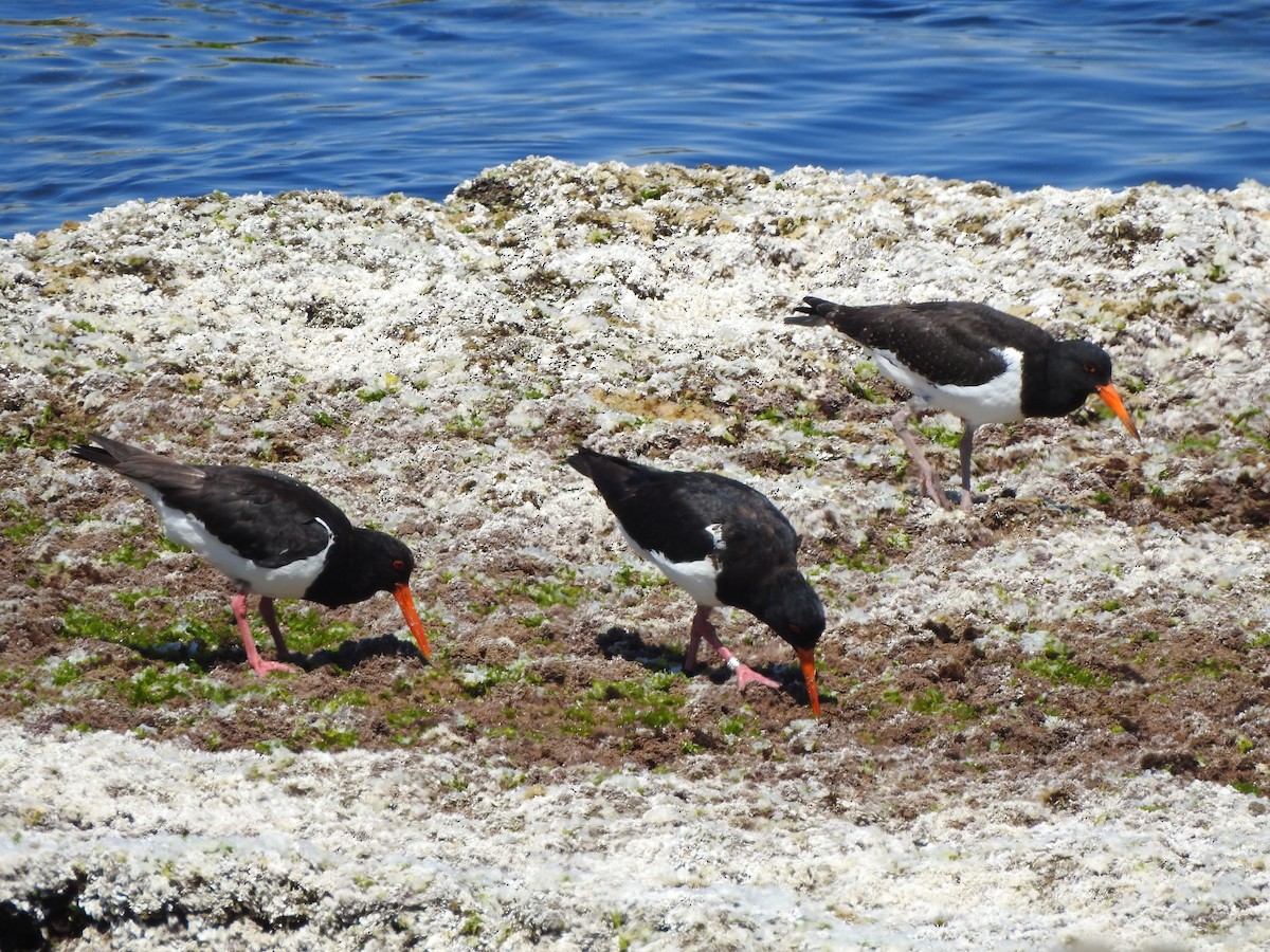 Pied Oystercatcher - ML614001488