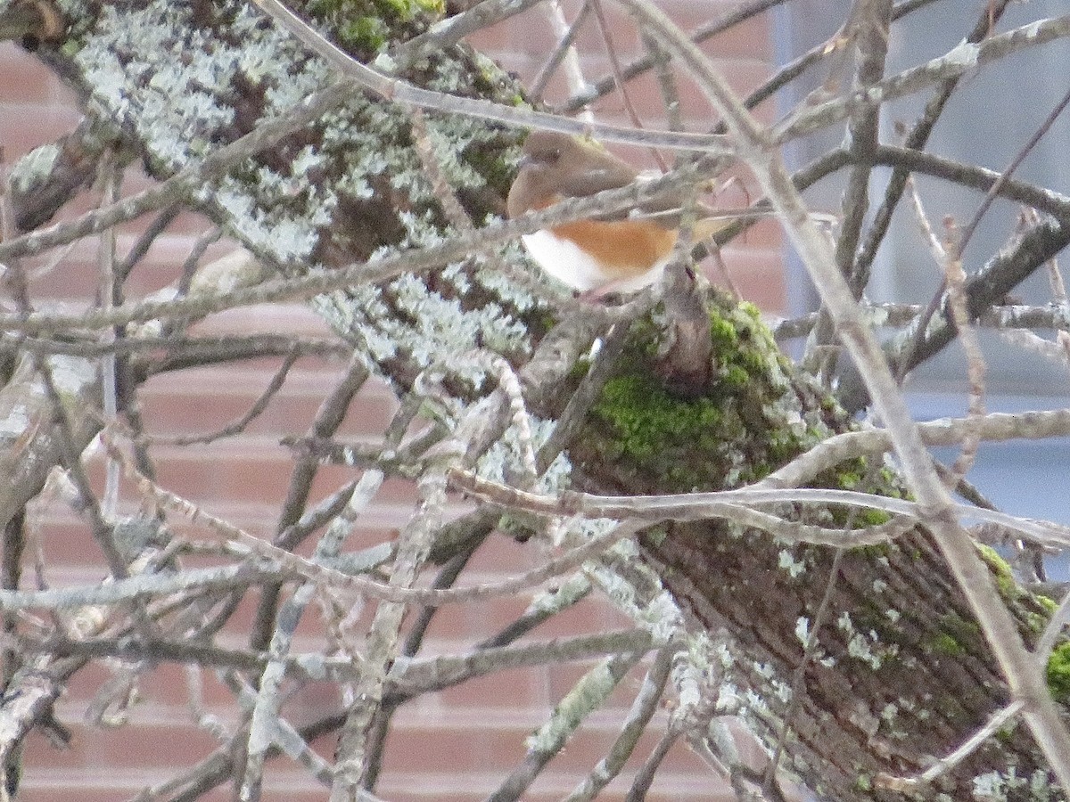 Eastern Towhee - J. Wilby