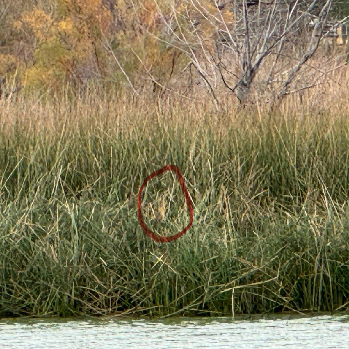 American Bittern - ML614001500