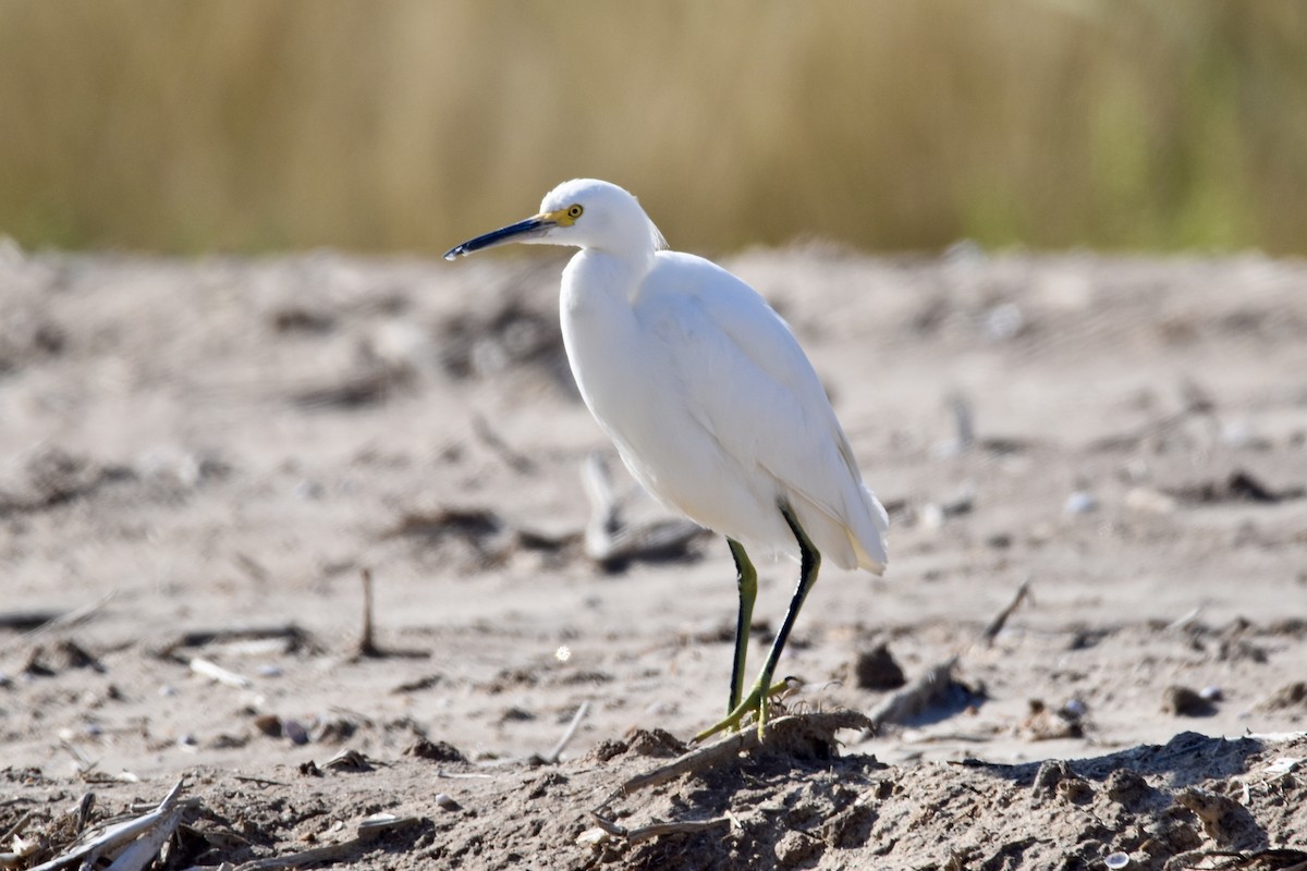 Snowy Egret - Paul Nelson