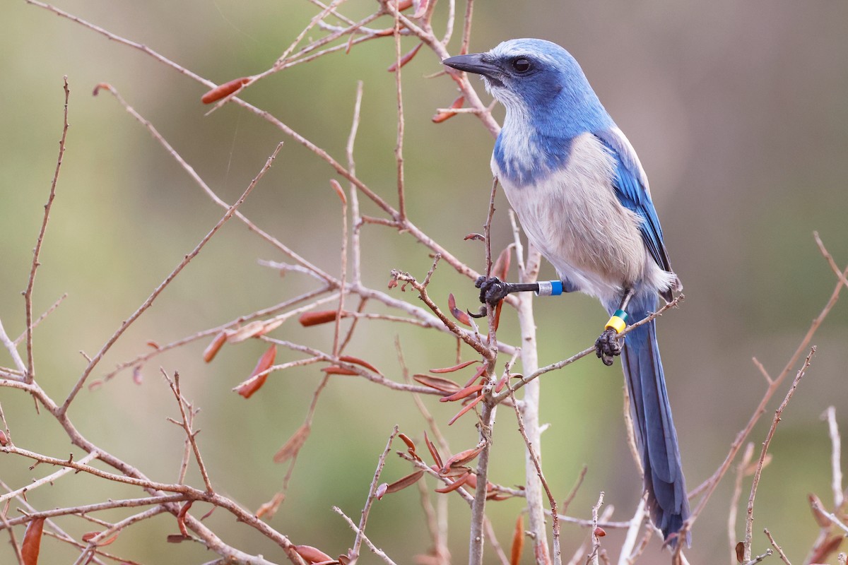 Florida Scrub-Jay - ML614001566