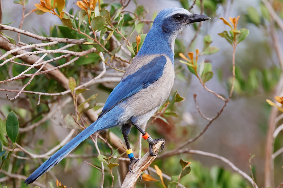 Florida Scrub-Jay - ML614001574