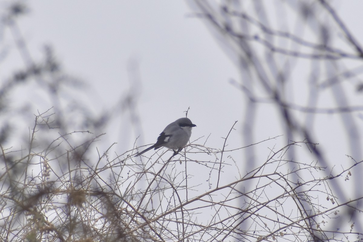 Loggerhead Shrike - ML614001582