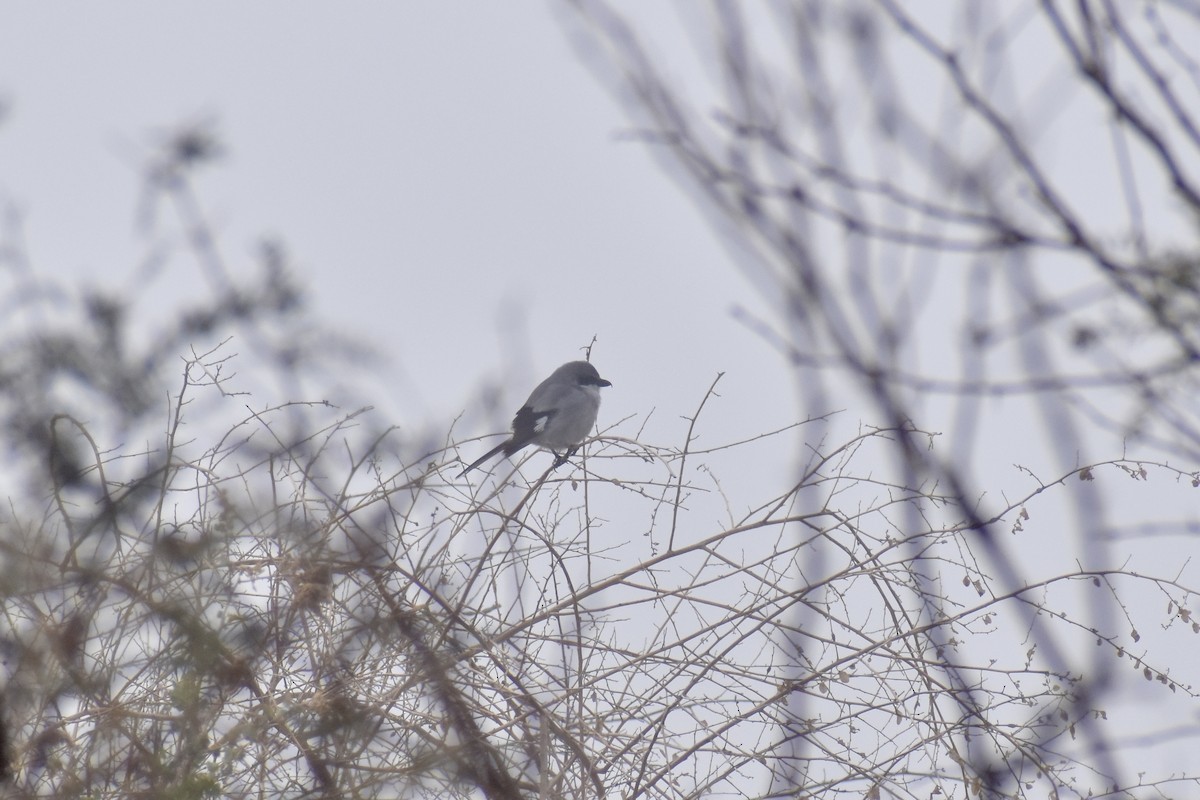 Loggerhead Shrike - ML614001583