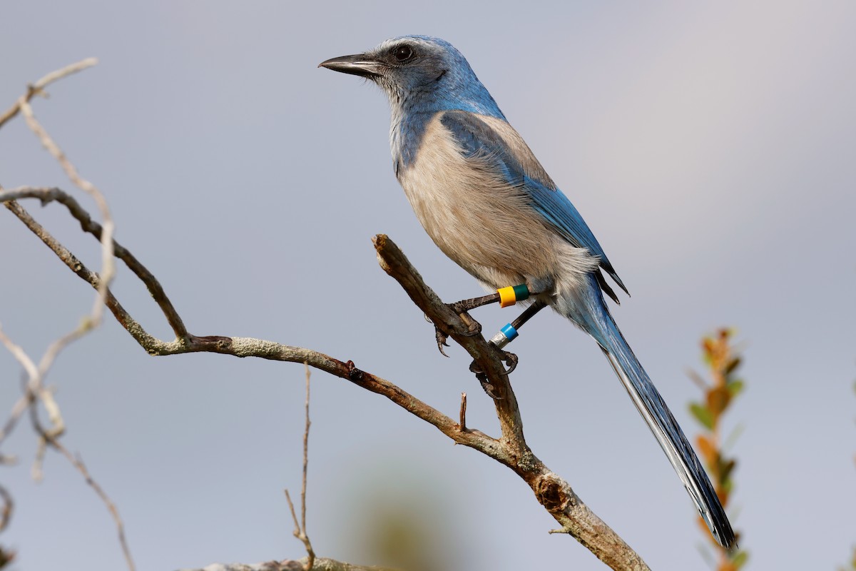 Florida Scrub-Jay - ML614001585