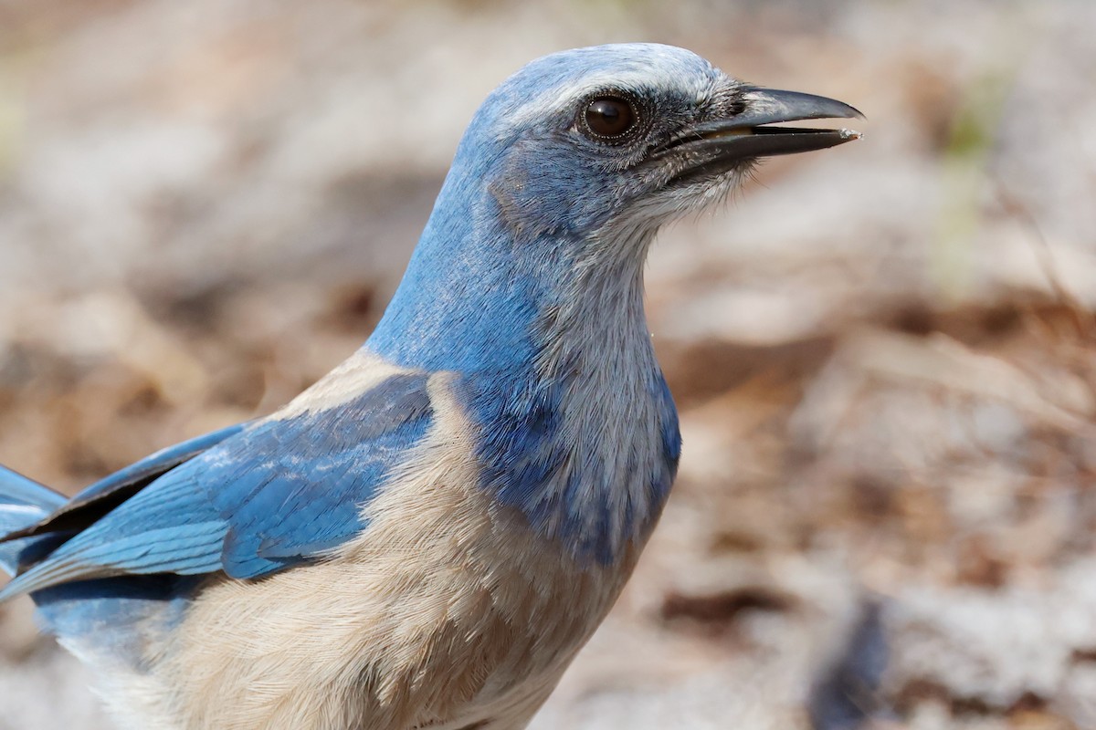 Florida Scrub-Jay - ML614001588