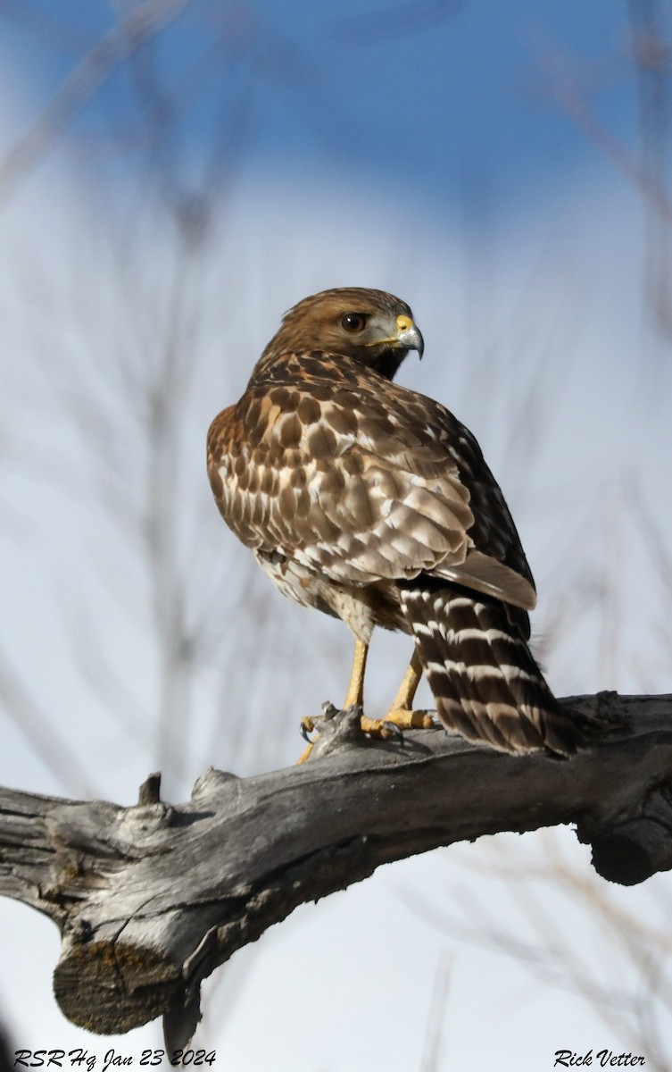 Red-shouldered Hawk - Rick Vetter