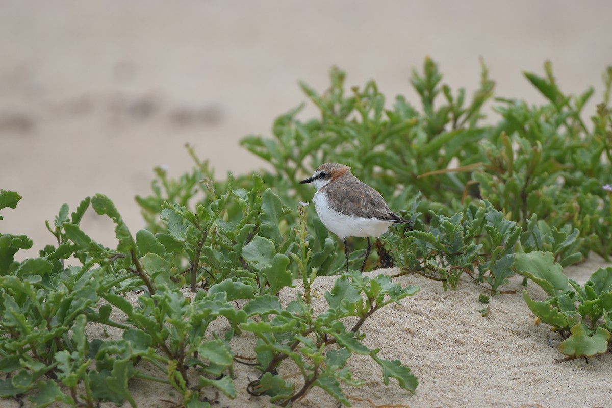Red-capped Plover - ML614001628